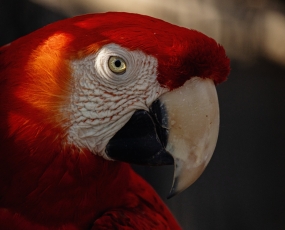 Tên album 1 (1) (1) (1) (1)