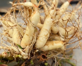 Củ Sâm Thủy Tổ