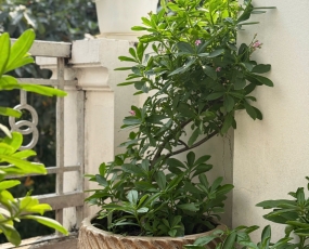 Cây sâm cảnh