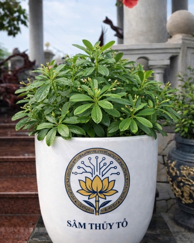 Cây Sâm Thủy Tổ
