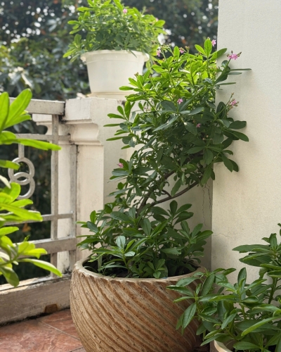 Cây sâm cảnh