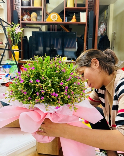 Hoa Sâm Thủy Tổ
