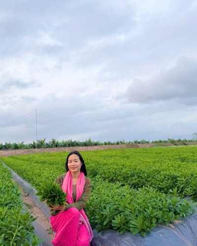 Vườn Sâm Thủy Tổ