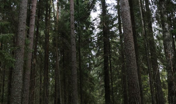 Tên album 1 (1) (1) (1) (1) (1)