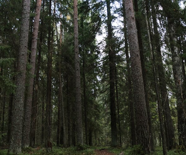 What is Lorem Ipsum?