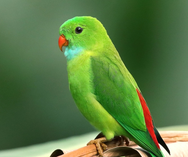 Why do we use it? (1)