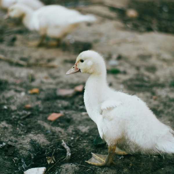 Tiêu đề sản phẩm sâm thuỷ tổ 4