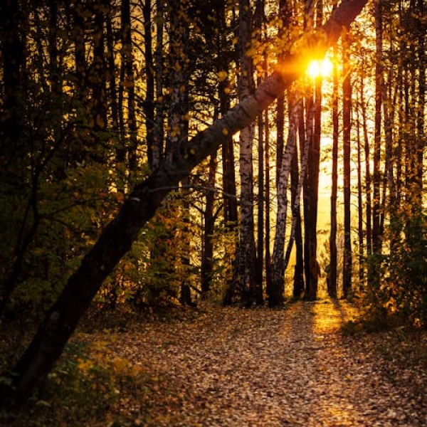 Tiêu đề sản phẩm sâm thuỷ tổ 4