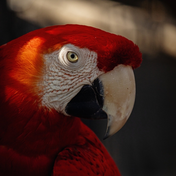 Tiêu đề sản phẩm sâm thuỷ tổ 3